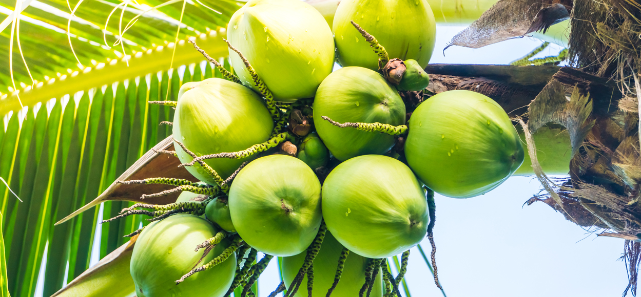 coconut-fruit